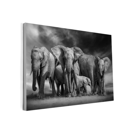 La pared Canvas - Olifanten groep